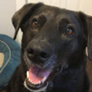 Meet your Posher, Rachid